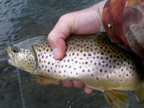 First 2012 fish on a dry fly! What a great brownie. In NY state just across the border.